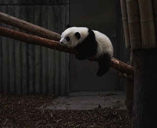 Panda laying on a Tree Branch